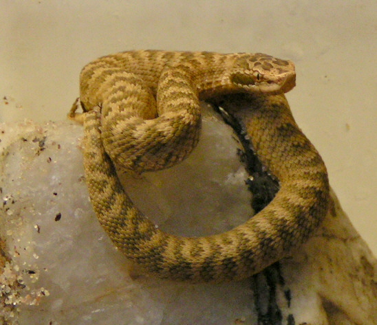 Gloydius halys caraganus Sept2005.jpg [143 Kb]